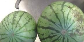 西瓜的好坏怎么看？