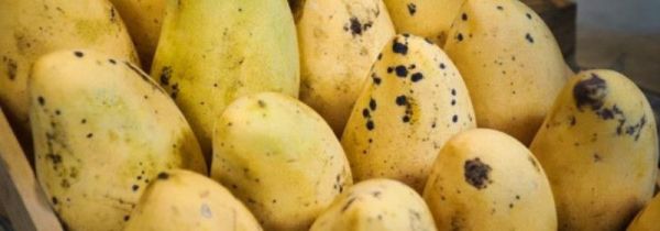 芒果黑斑削了还能吃吗