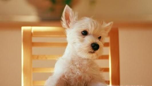 夏季如何预防病毒性出血热？