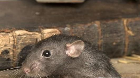 夏季如何预防病毒性出血热？