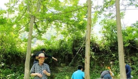 夏季如何预防病毒性出血热？