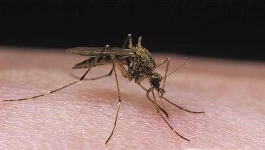 夏季如何预防病毒性出血热？