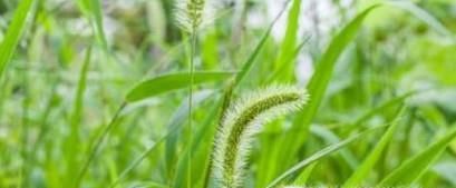 狗尾巴草有除热、去湿的功效？