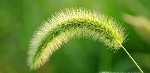 狗尾巴草有除热、去湿的功效？