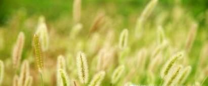 狗尾巴草有除热、去湿的功效？