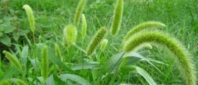 狗尾巴草有除热、去湿的功效？