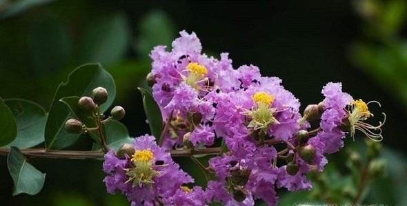 怎样针对不同的场合送对合适的花？