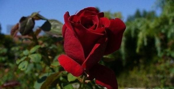 怎样针对不同的场合送对合适的花？