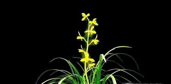 怎样针对不同的场合送对合适的花？