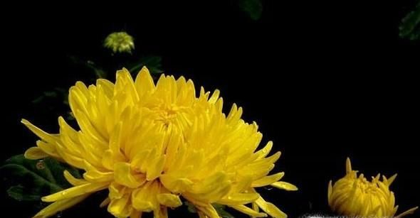 怎样针对不同的场合送对合适的花？