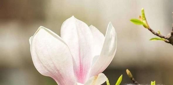 怎样针对不同的场合送对合适的花？