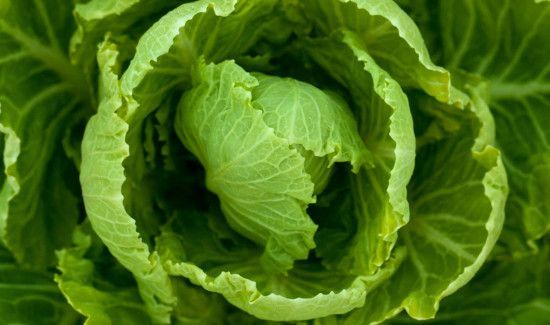白菜和娃娃菜一样吗
