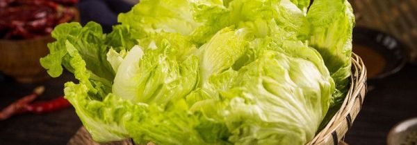 白菜和娃娃菜一样吗