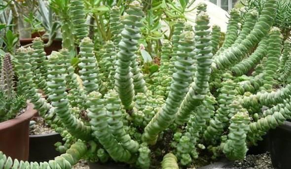 钱串子的养殖方法