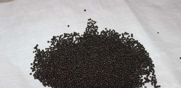 钱串子的养殖方法