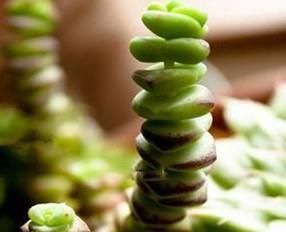 钱串子的养殖方法