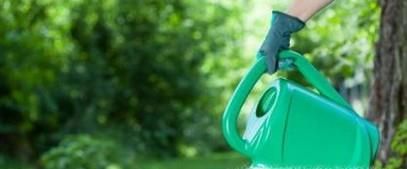 钱串子的养殖方法