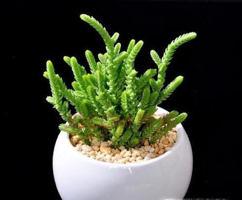 钱串子的养殖方法