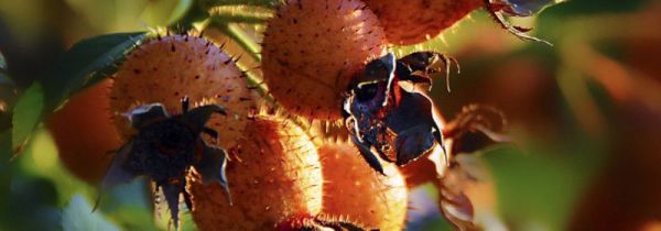 金刺梨功效和作用