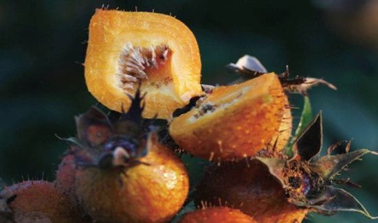 金刺梨功效和作用