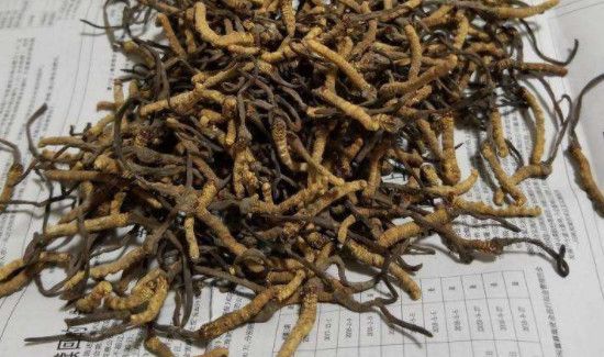 冬虫夏草可以放冰箱冷冻吗