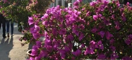 三角梅怎么养 三角梅的养殖方法