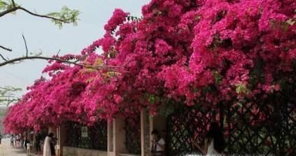 三角梅怎么养 三角梅的养殖方法