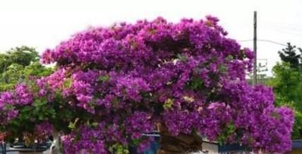 三角梅怎么养 三角梅的养殖方法