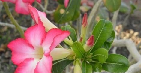 沙漠玫瑰叶子发黄怎么办