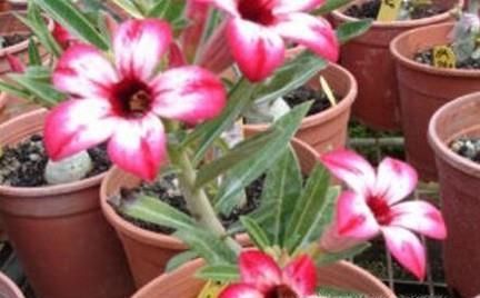 沙漠玫瑰叶子发黄怎么办