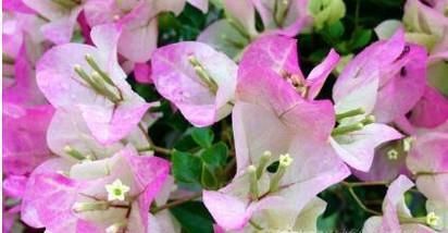 三角梅怎么养 三角梅的养殖方法