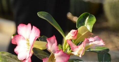 沙漠玫瑰叶子发黄怎么办