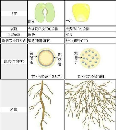 单子叶和双子叶的区别是什么？