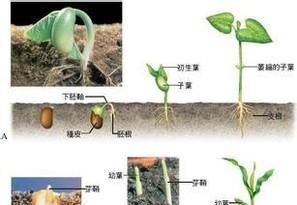 单子叶和双子叶的区别是什么？