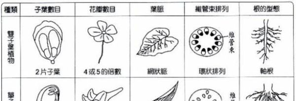 单子叶和双子叶的区别是什么？