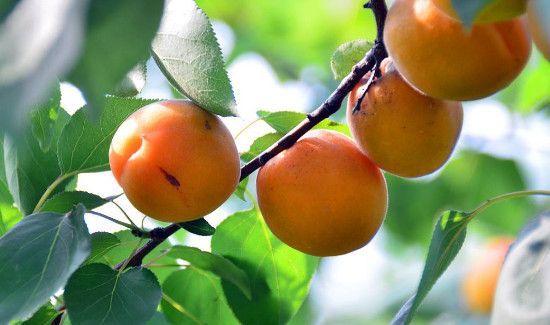 杏放冰箱可以保存多久