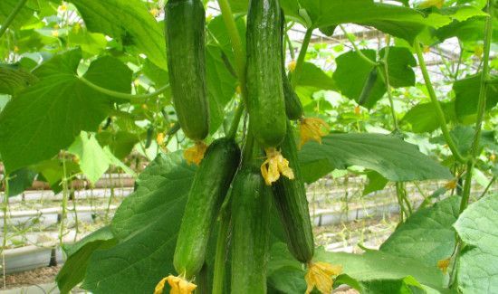 黄瓜和西红柿一起吃有毒吗