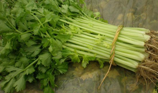 芹菜和洋葱能一起炒着吃吗