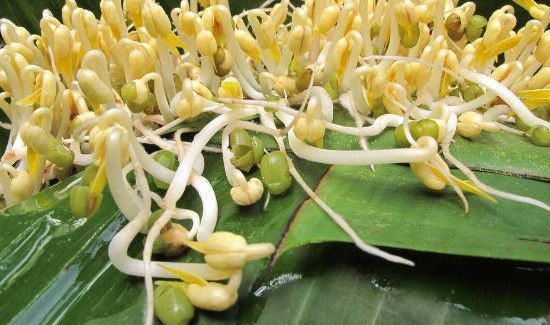 绿豆芽长绿叶还能吃吗