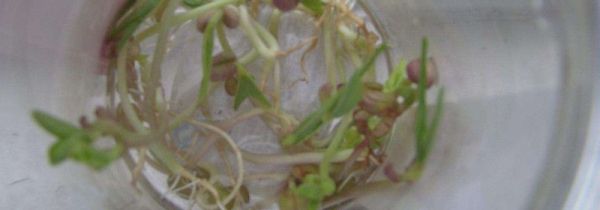 绿豆芽长绿叶还能吃吗