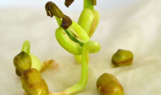 绿豆芽长绿叶还能吃吗