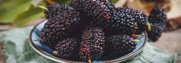 桑椹泡酒桑椹要水洗吗