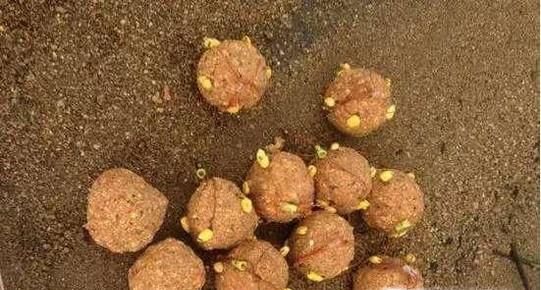 如何钓大罗非鱼