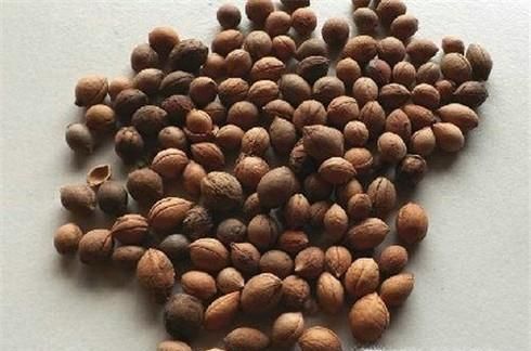 李子种子种在地里能出不