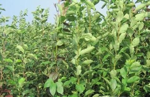 李子种子种在地里能出不