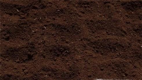 李子种子种在地里能出不