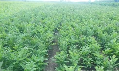 李子种子种在地里能出不