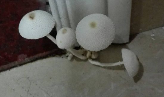 墙角长蘑菇的原因