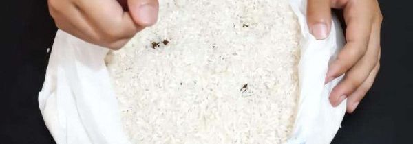 卧室没有米为什么有米虫