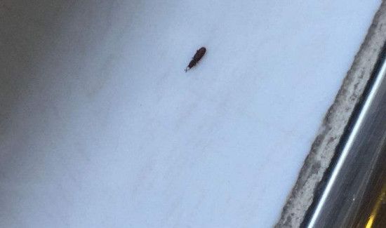 卧室没有米为什么有米虫